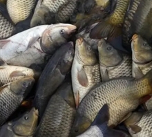 Balıklarda Ağır Metal Birikimi ve Riskleri 