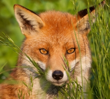 Gezen Tilki | Aptallığına Verin 2009 